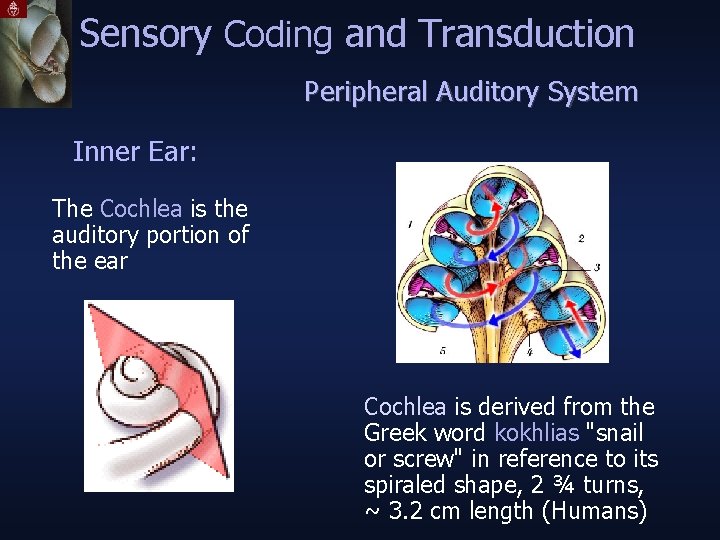 Sensory Coding and Transduction Peripheral Auditory System Inner Ear: The Cochlea is the auditory