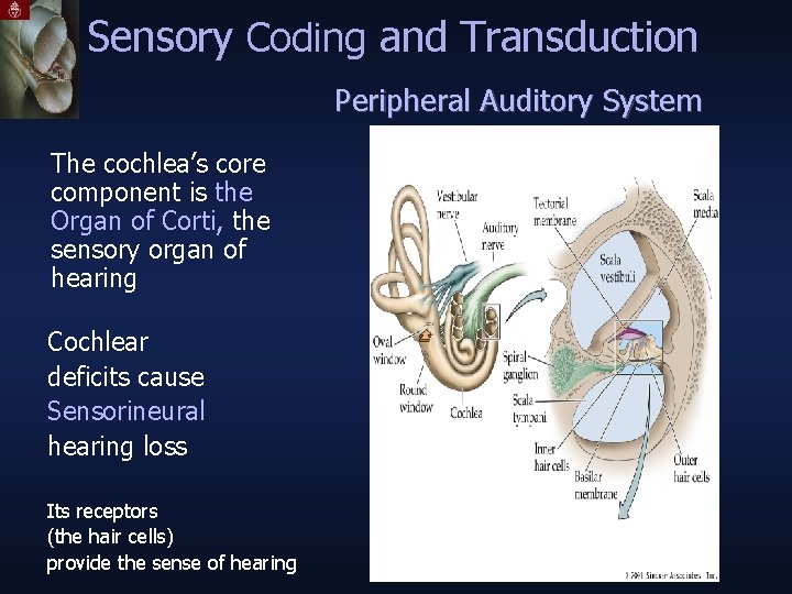 Sensory Coding and Transduction Peripheral Auditory System The cochlea’s core component is the Organ