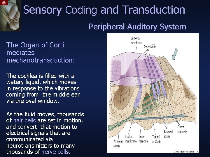 Sensory Coding and Transduction Peripheral Auditory System The Organ of Corti mediates mechanotransduction: The
