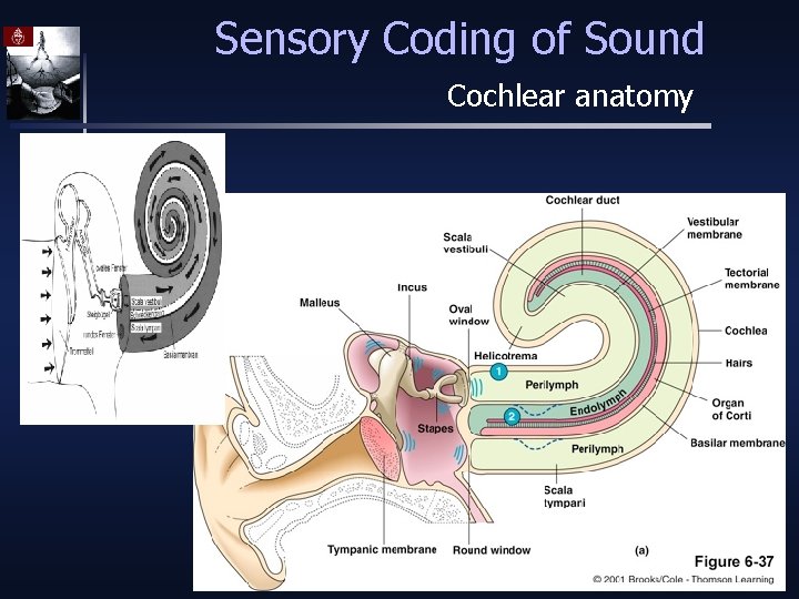 Sensory Coding of Sound Cochlear anatomy 