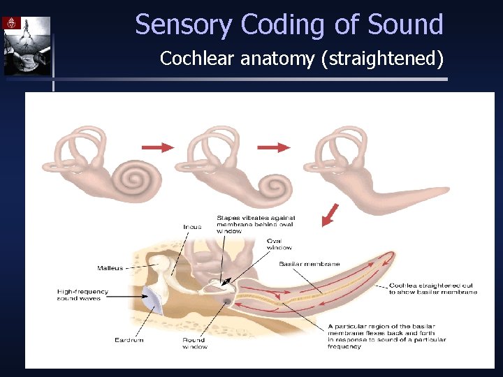 Sensory Coding of Sound Cochlear anatomy (straightened) 