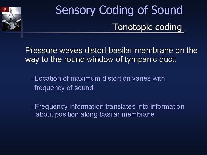 Sensory Coding of Sound Tonotopic coding Pressure waves distort basilar membrane on the way