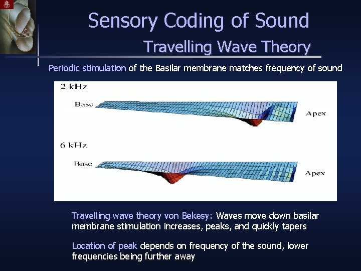 Sensory Coding of Sound Travelling Wave Theory Periodic stimulation of the Basilar membrane matches