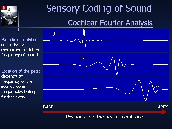 Sensory Coding of Sound Cochlear Fourier Analysis High f Periodic stimulation of the Basilar