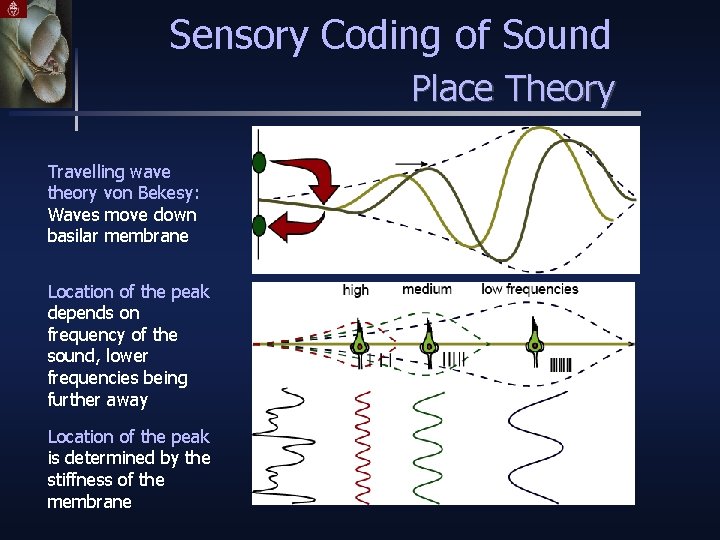 Sensory Coding of Sound Place Theory Travelling wave theory von Bekesy: Waves move down