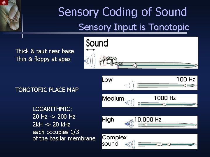 Sensory Coding of Sound Sensory Input is Tonotopic Thick & taut near base Thin