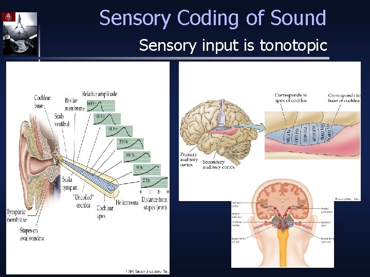 Sensory Coding of Sound Sensory input is tonotopic 