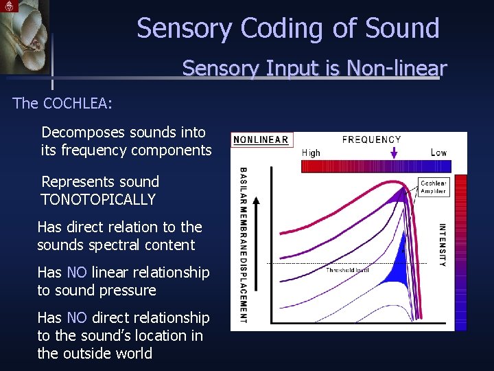 Sensory Coding of Sound Sensory Input is Non-linear The COCHLEA: Decomposes sounds into its