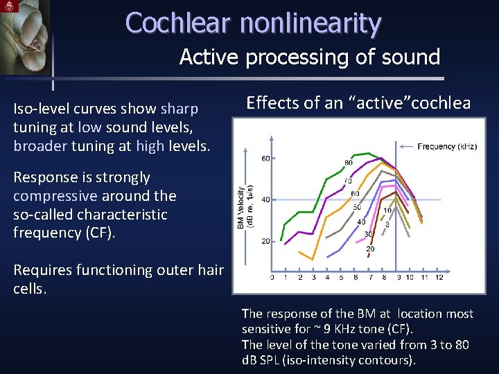 Cochlear nonlinearity Active processing of sound Iso-level curves show sharp tuning at low sound