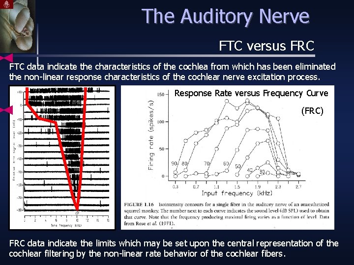 The Auditory Nerve FTC versus FRC FTC data indicate the characteristics of the cochlea