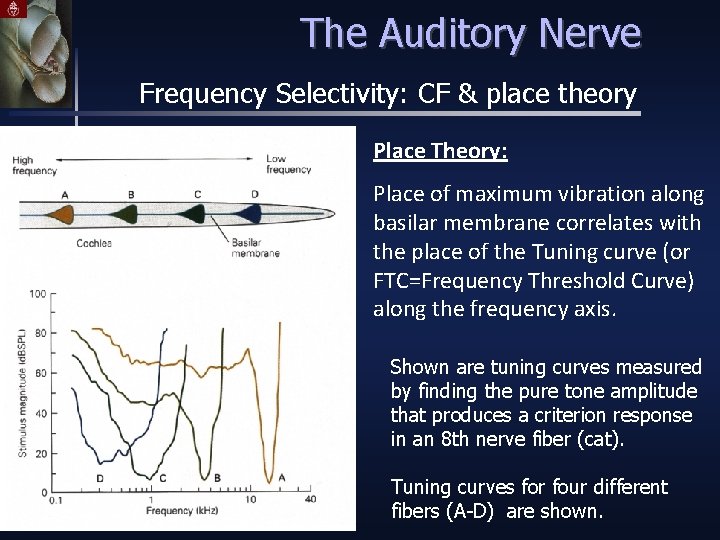 The Auditory Nerve Frequency Selectivity: CF & place theory Place Theory: Place of maximum