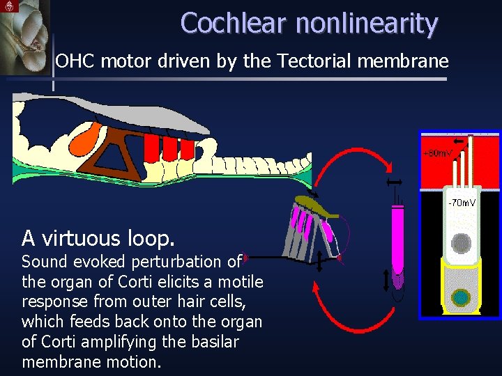 Cochlear nonlinearity OHC motor driven by the Tectorial membrane A virtuous loop. Sound evoked