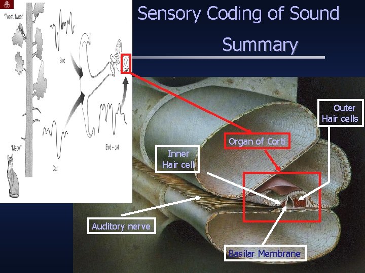 Sensory Coding of Sound Summary Outer Hair cells Organ of Corti Inner Hair cell