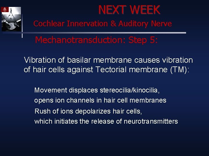 NEXT WEEK Cochlear Innervation & Auditory Nerve Mechanotransduction: Step 5: Vibration of basilar membrane