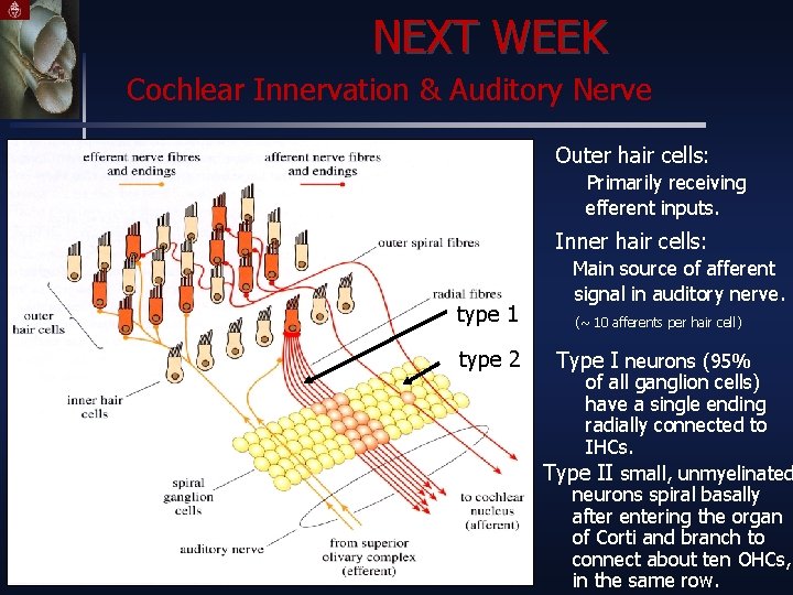 NEXT WEEK Cochlear Innervation & Auditory Nerve Outer hair cells: Primarily receiving efferent inputs.