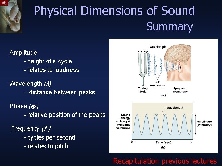 Physical Dimensions of Sound Summary Amplitude - height of a cycle - relates to