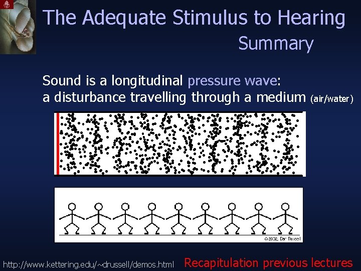 The Adequate Stimulus to Hearing Summary Sound is a longitudinal pressure wave: a disturbance