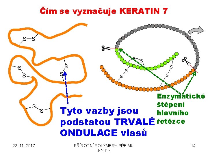 Čím se vyznačuje KERATIN 7 Enzymatické štěpení Tyto vazby jsou hlavního podstatou TRVALÉ řetězce