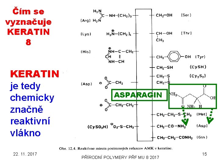 Čím se vyznačuje KERATIN 8 KERATIN je tedy chemicky značně reaktivní vlákno 22. 11.