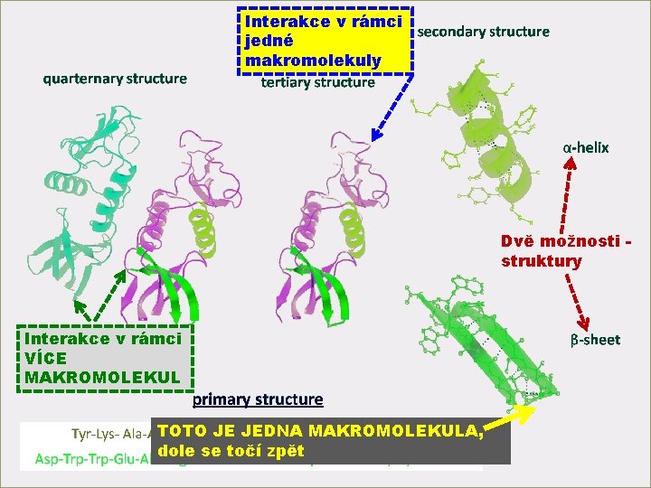 Interakce v rámci jedné makromolekuly Dvě možnosti struktury Interakce v rámci VÍCE MAKROMOLEKUL 22.