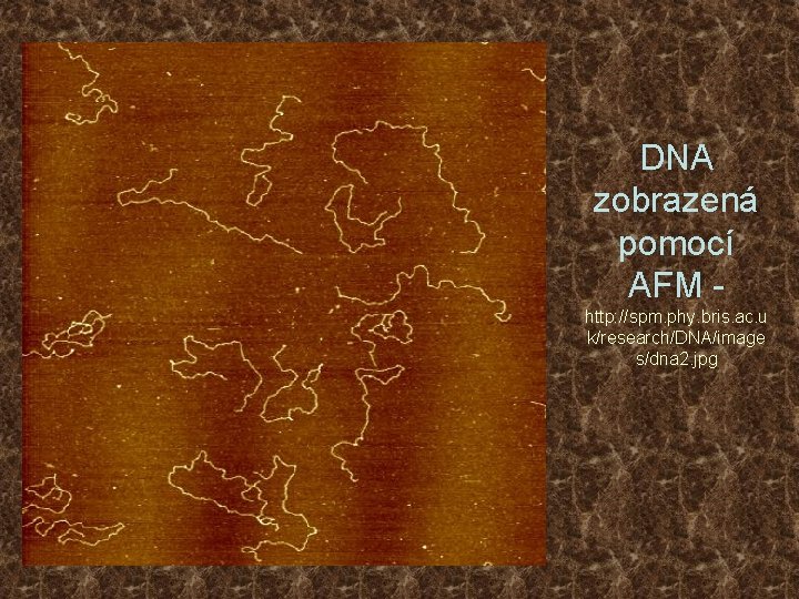 DNA zobrazená pomocí AFM http: //spm. phy. bris. ac. u k/research/DNA/image s/dna 2. jpg