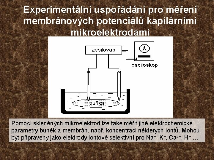 Experimentální uspořádání pro měření membránových potenciálů kapilárními mikroelektrodami Pomocí skleněných mikroelektrod lze také měřit
