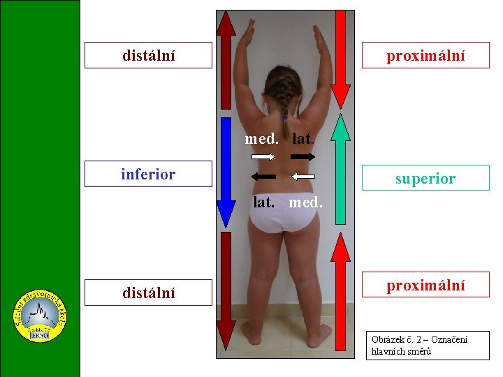 distální proximální med. lat. inferior superior lat. med. distální proximální Obrázek č. 2 –