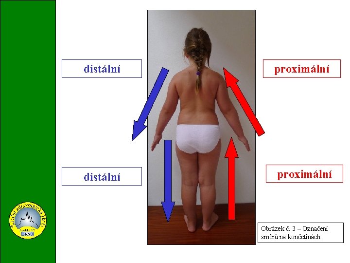 distální proximální med. distální proximální Obrázek č. 3 – Označení směrů na končetinách 