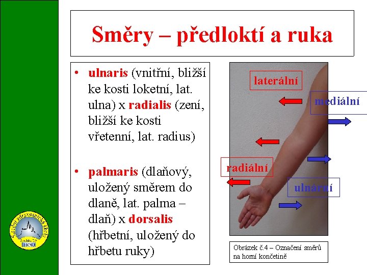 Směry – předloktí a ruka • ulnaris (vnitřní, bližší ke kosti loketní, lat. ulna)