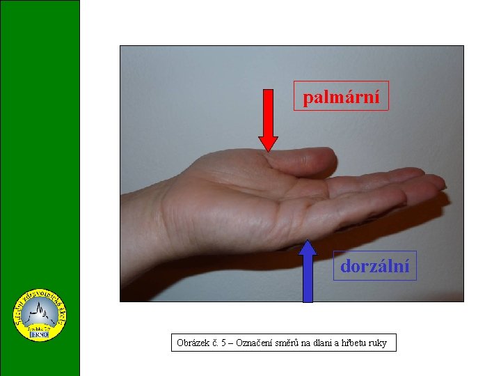 palmární dorzální Obrázek č. 5 – Označení směrů na dlani a hřbetu ruky 