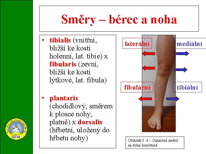 Směry – bérec a noha • tibialis (vnitřní, bližší ke kosti holenní, lat. tibie)