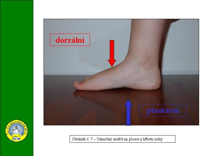 dorzální plantární Obrázek č. 7 – Označení směrů na plosce a hřbetu nohy 