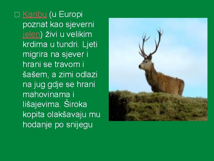 � Karibu (u Europi poznat kao sjeverni jelen) živi u velikim krdima u tundri.