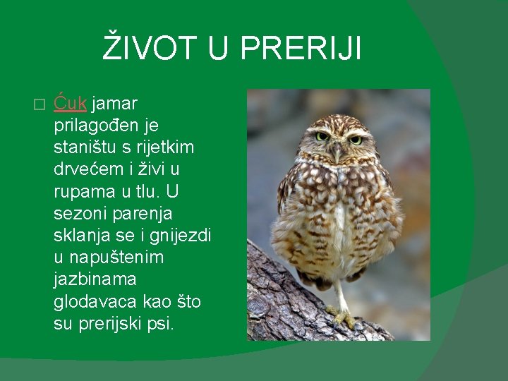 ŽIVOT U PRERIJI � Ćuk jamar prilagođen je staništu s rijetkim drvećem i živi