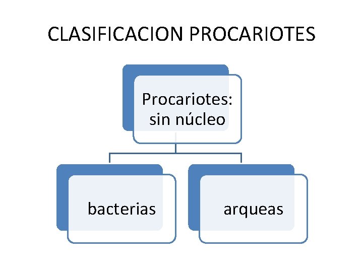 CLASIFICACION PROCARIOTES Procariotes: sin núcleo bacterias arqueas 