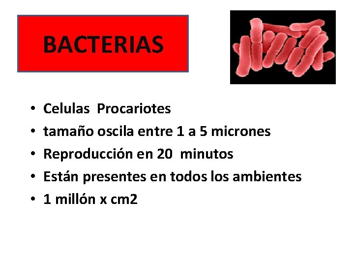 BACTERIAS • • • Celulas Procariotes tamaño oscila entre 1 a 5 micrones Reproducción