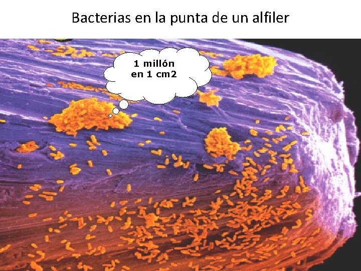 Bacterias en la punta de un alfiler 1 millón en 1 cm 2 