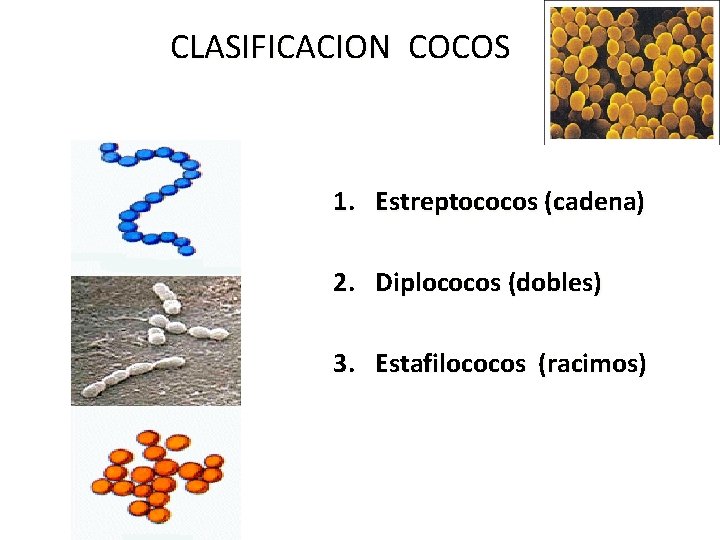 CLASIFICACION COCOS 1. Estreptococos (cadena) 2. Diplococos (dobles) 3. Estafilococos (racimos) 