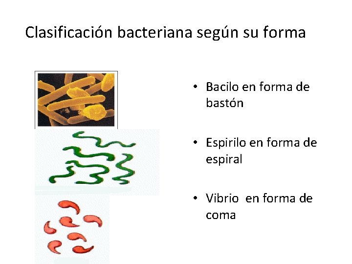 Clasificación bacteriana según su forma • Bacilo en forma de bastón • Espirilo en