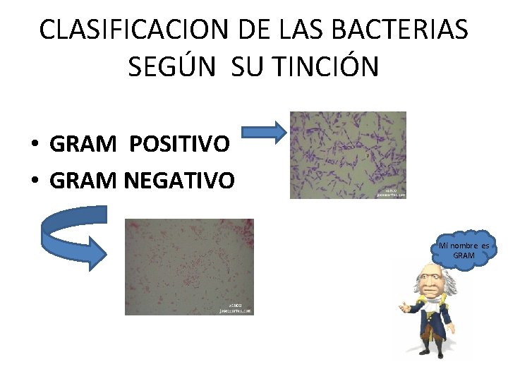 CLASIFICACION DE LAS BACTERIAS SEGÚN SU TINCIÓN • GRAM POSITIVO • GRAM NEGATIVO Mi