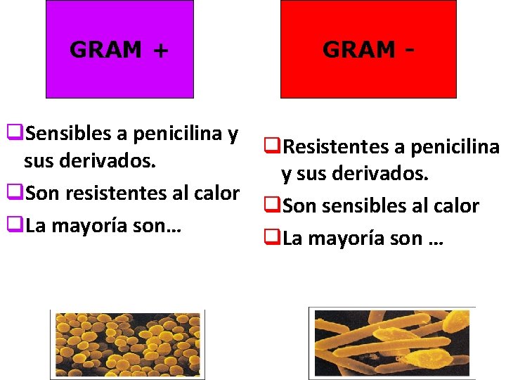  GRAM (+) + GRAM - q. Sensibles a penicilina y q. Resistentes a