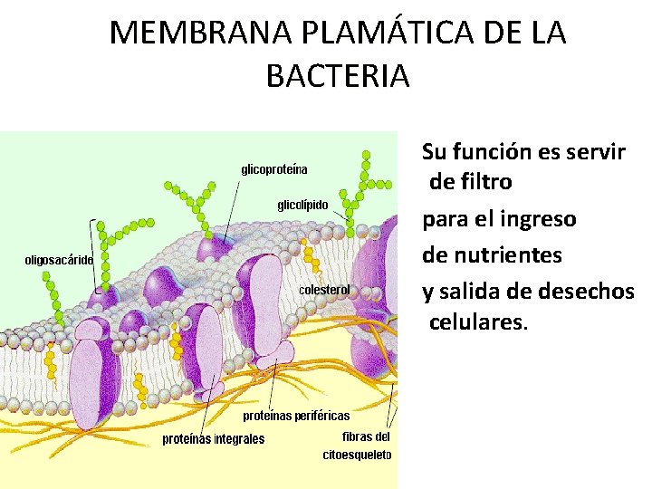 MEMBRANA PLAMÁTICA DE LA BACTERIA Su función es servir de filtro para el ingreso