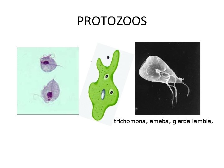 PROTOZOOS trichomona, ameba, giarda lambia, 