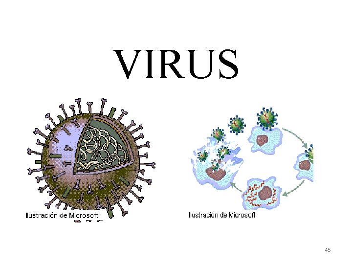 VIRUS 45 