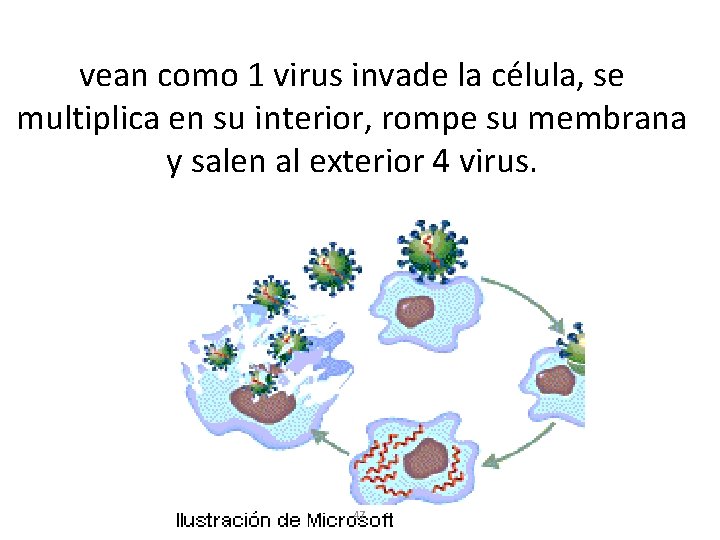 vean como 1 virus invade la célula, se multiplica en su interior, rompe su