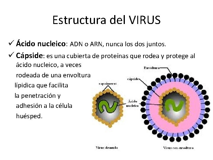 Estructura del VIRUS ü Ácido nucleico: ADN o ARN, nunca los dos juntos. ü