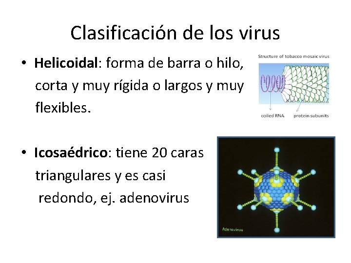 Clasificación de los virus • Helicoidal: forma de barra o hilo, corta y muy