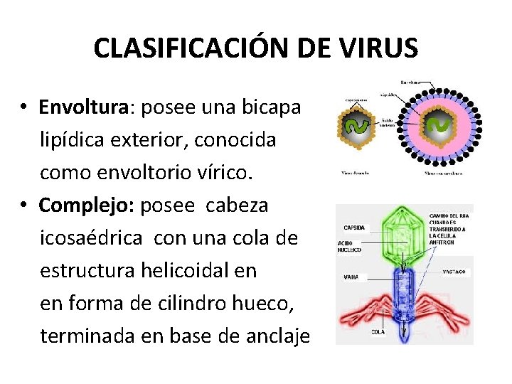 CLASIFICACIÓN DE VIRUS • Envoltura: posee una bicapa lipídica exterior, conocida como envoltorio vírico.