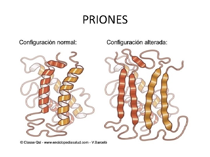 PRIONES 