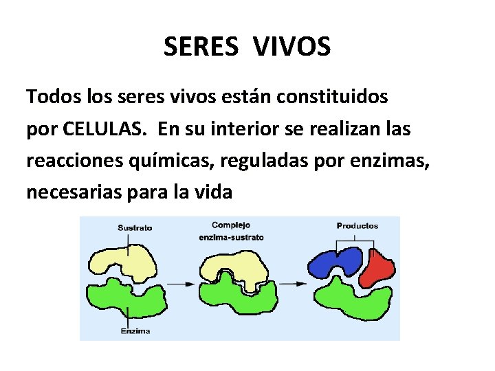 SERES VIVOS Todos los seres vivos están constituidos por CELULAS. En su interior se